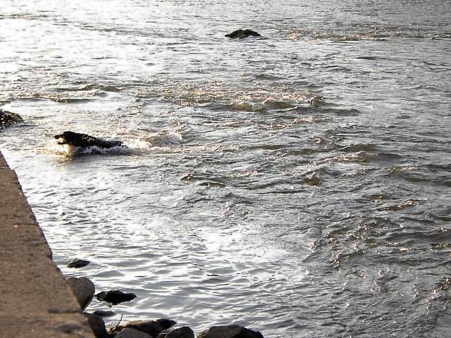 Image 52 of 128  -  82 kB